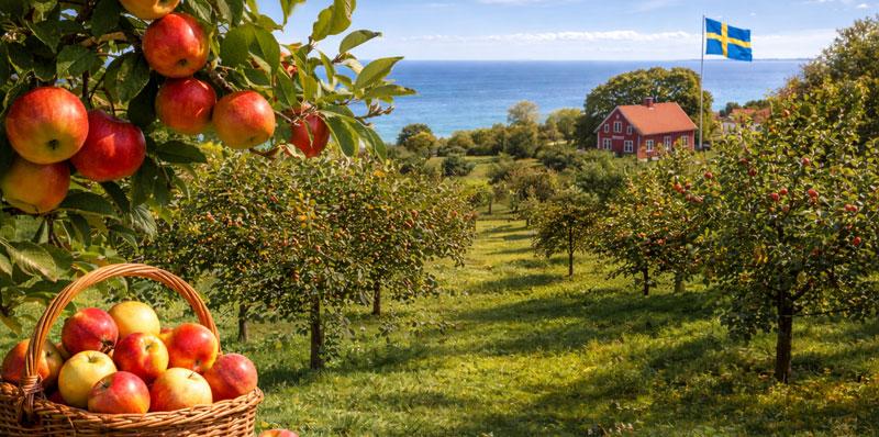 Smaki Szwecji - Kivik - Kraina Jabłka - wycieczka 3-dniowa